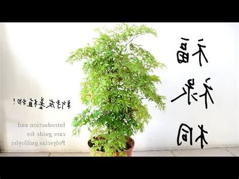 福祿桐 風水